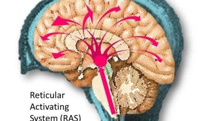 RAS-Occlusion-Connections