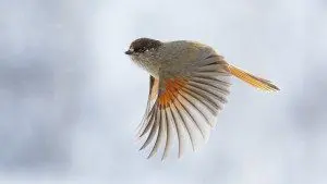 bird flight