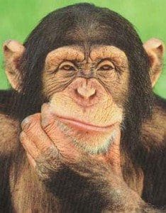 chimpanzee thinking