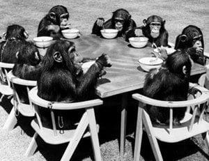 chimps tea party